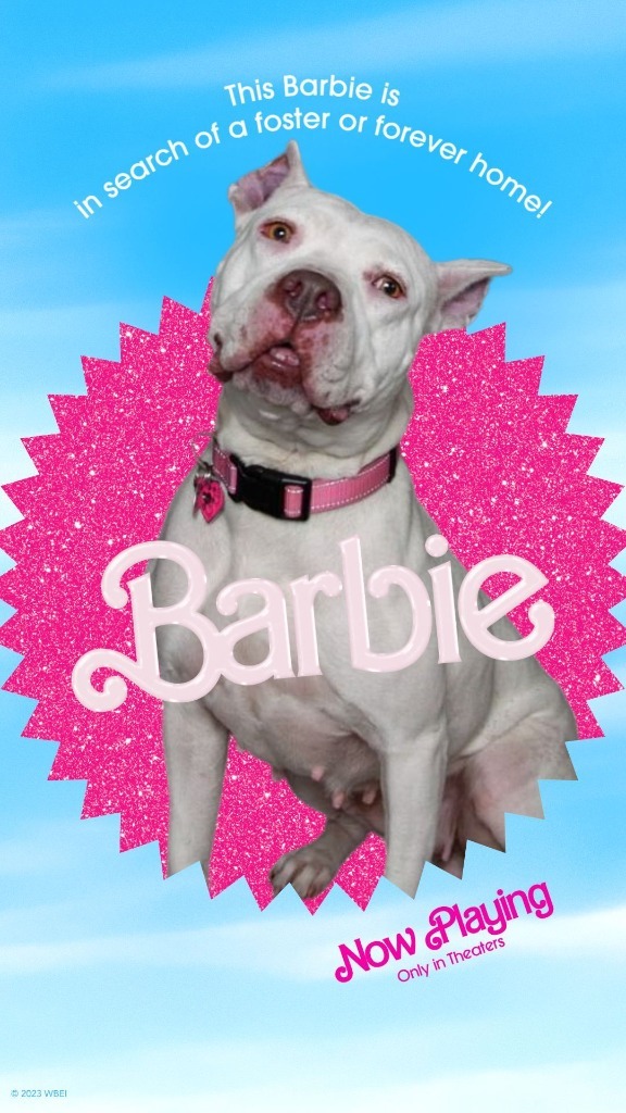 Barbie, an adoptable Pit Bull Terrier in Salt Lake City, UT, 84117 | Photo Image 1