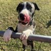 Clyde photo 2