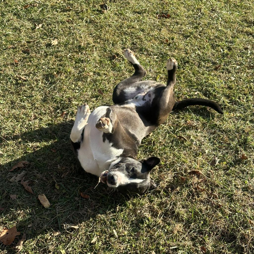 Clyde, an adoptable American Staffordshire Terrier in Greenfield, IN, 46140 | Photo Image 2