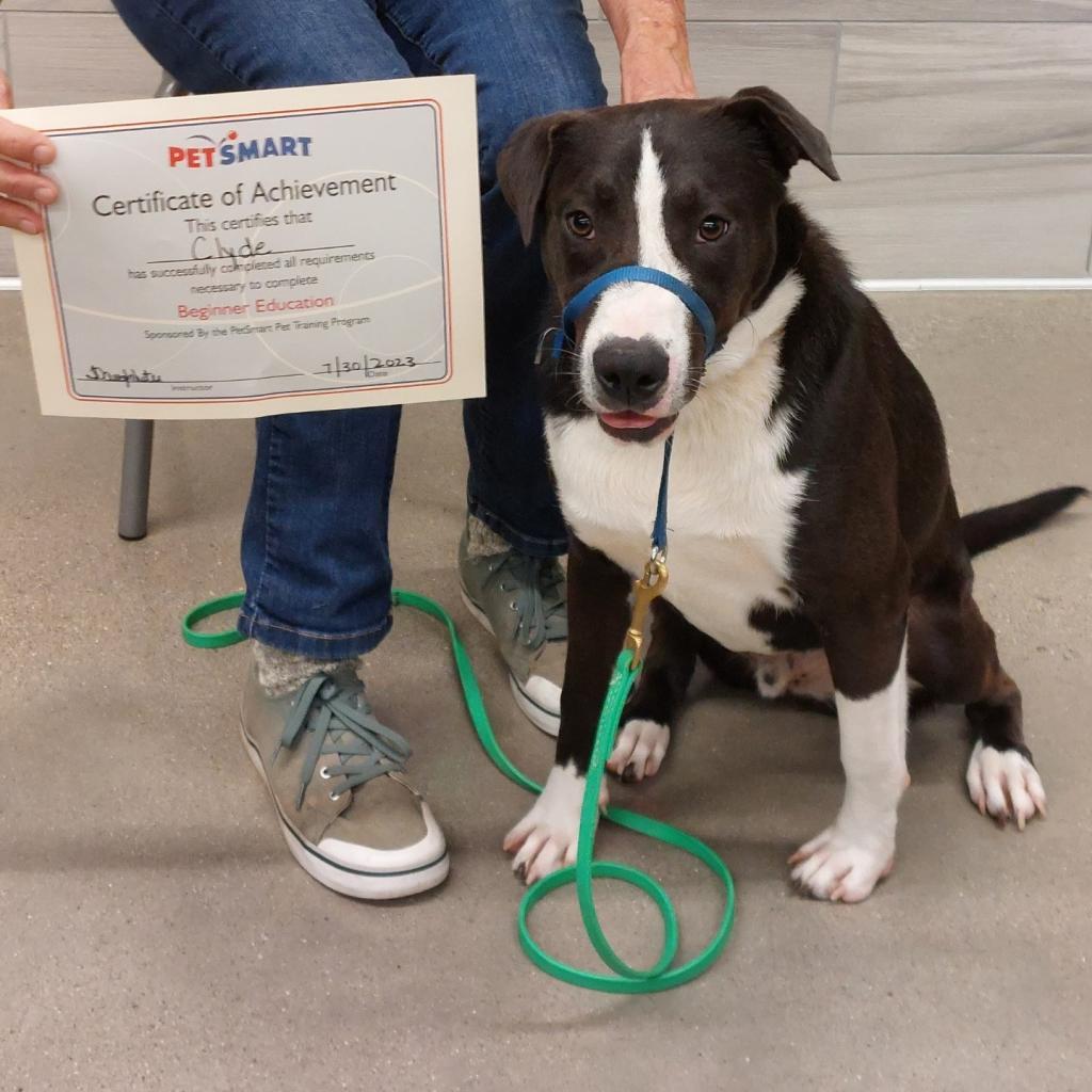 Clyde, an adoptable American Staffordshire Terrier in Greenfield, IN, 46140 | Photo Image 3