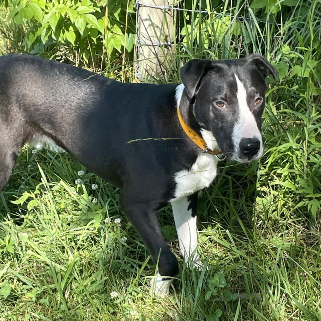 Clyde, an adoptable American Staffordshire Terrier in Greenfield, IN, 46140 | Photo Image 4