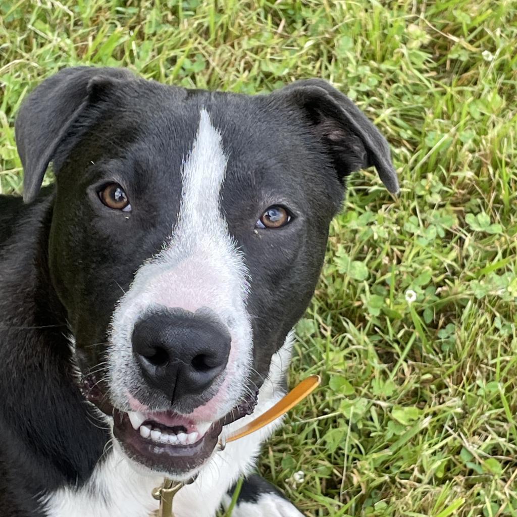 Clyde, an adoptable American Staffordshire Terrier in Greenfield, IN, 46140 | Photo Image 5