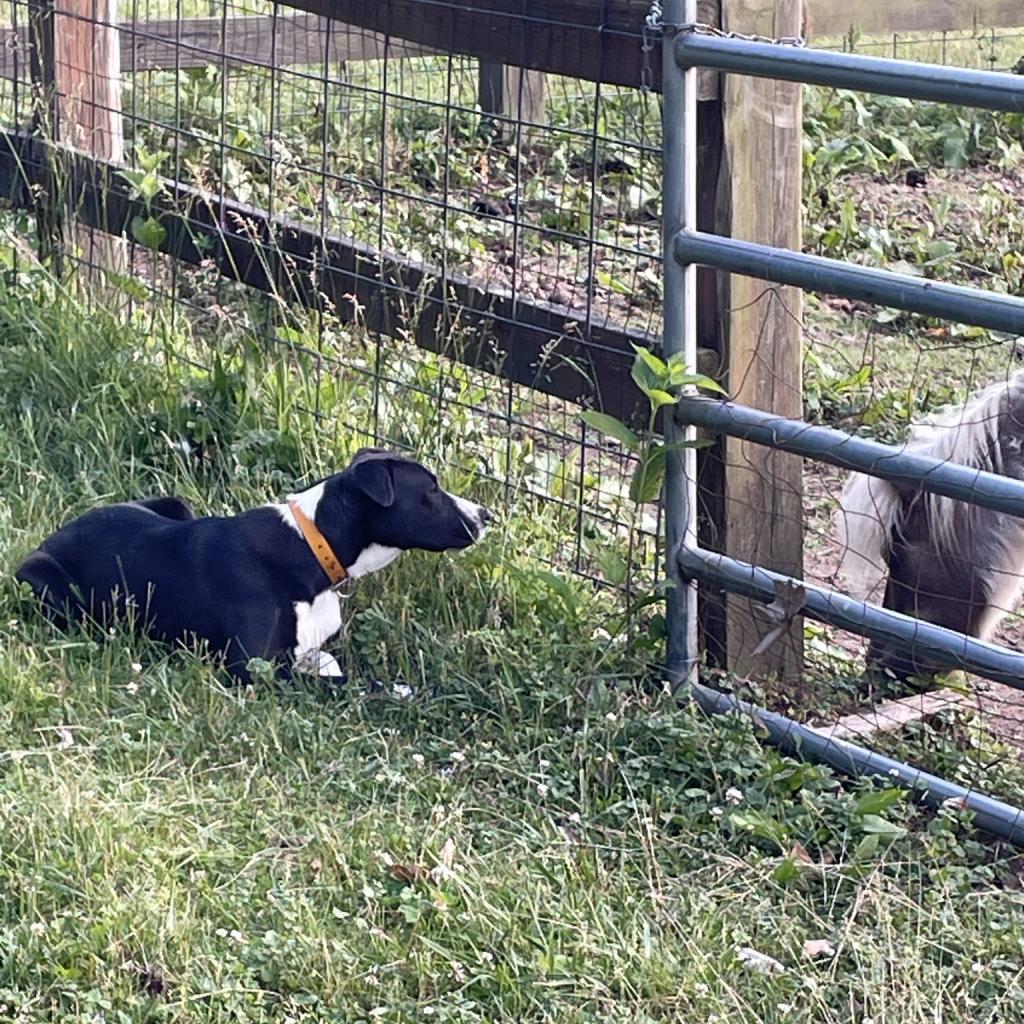 Clyde, an adoptable American Staffordshire Terrier in Greenfield, IN, 46140 | Photo Image 6