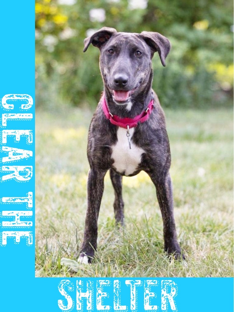 Nutella, an adoptable Mountain Cur, Mixed Breed in Savage, MN, 55378 | Photo Image 1