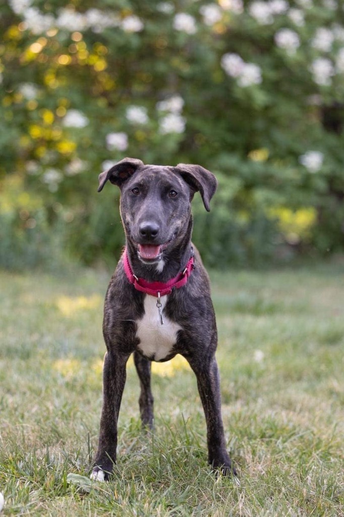 Nutella, an adoptable Mountain Cur, Mixed Breed in Savage, MN, 55378 | Photo Image 1