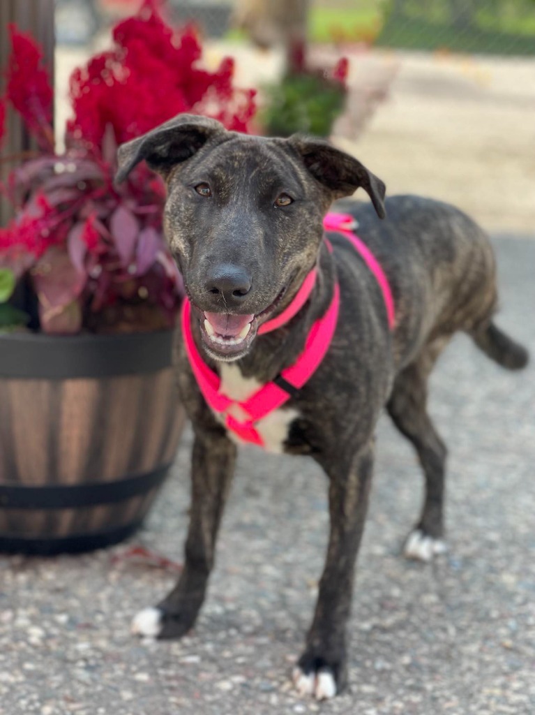 Nutella, an adoptable Mountain Cur, Mixed Breed in Savage, MN, 55378 | Photo Image 1