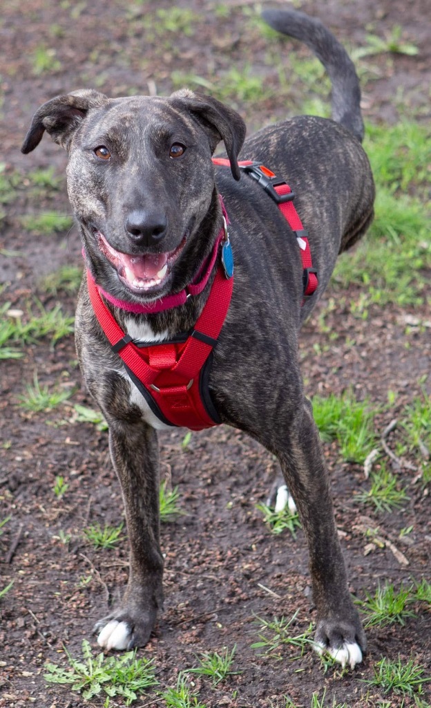 Nutella, an adoptable Mountain Cur, Mixed Breed in Savage, MN, 55378 | Photo Image 1