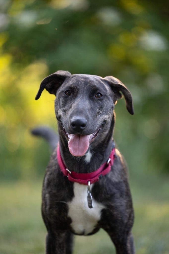 Nutella, an adoptable Mountain Cur, Mixed Breed in Savage, MN, 55378 | Photo Image 2
