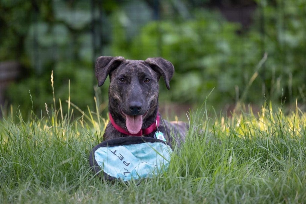 Nutella, an adoptable Mountain Cur, Mixed Breed in Savage, MN, 55378 | Photo Image 3