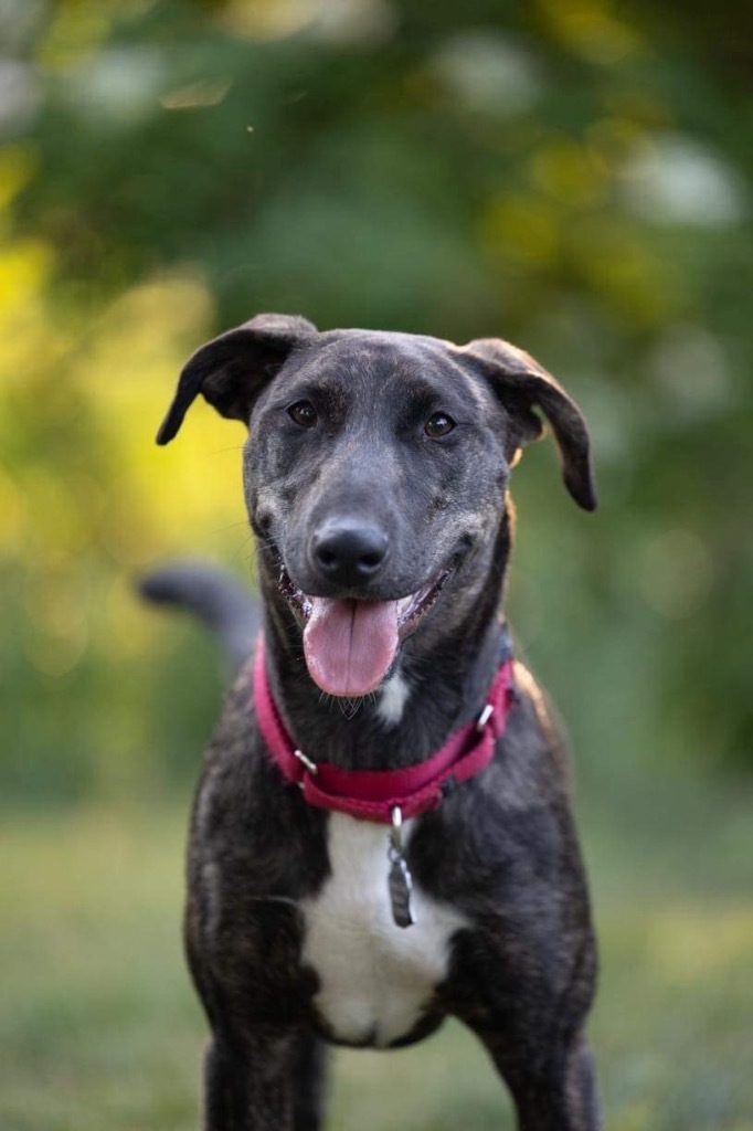 Nutella, an adoptable Mountain Cur, Mixed Breed in Savage, MN, 55378 | Photo Image 3