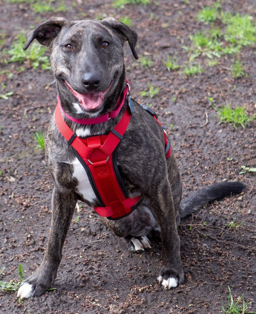Nutella, an adoptable Mountain Cur, Mixed Breed in Savage, MN, 55378 | Photo Image 4