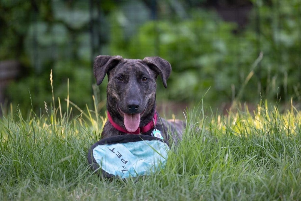 Nutella, an adoptable Mountain Cur, Mixed Breed in Savage, MN, 55378 | Photo Image 4