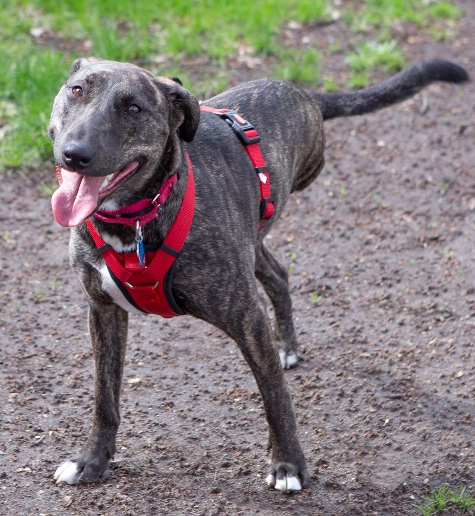 Nutella, an adoptable Mountain Cur, Mixed Breed in Savage, MN, 55378 | Photo Image 5