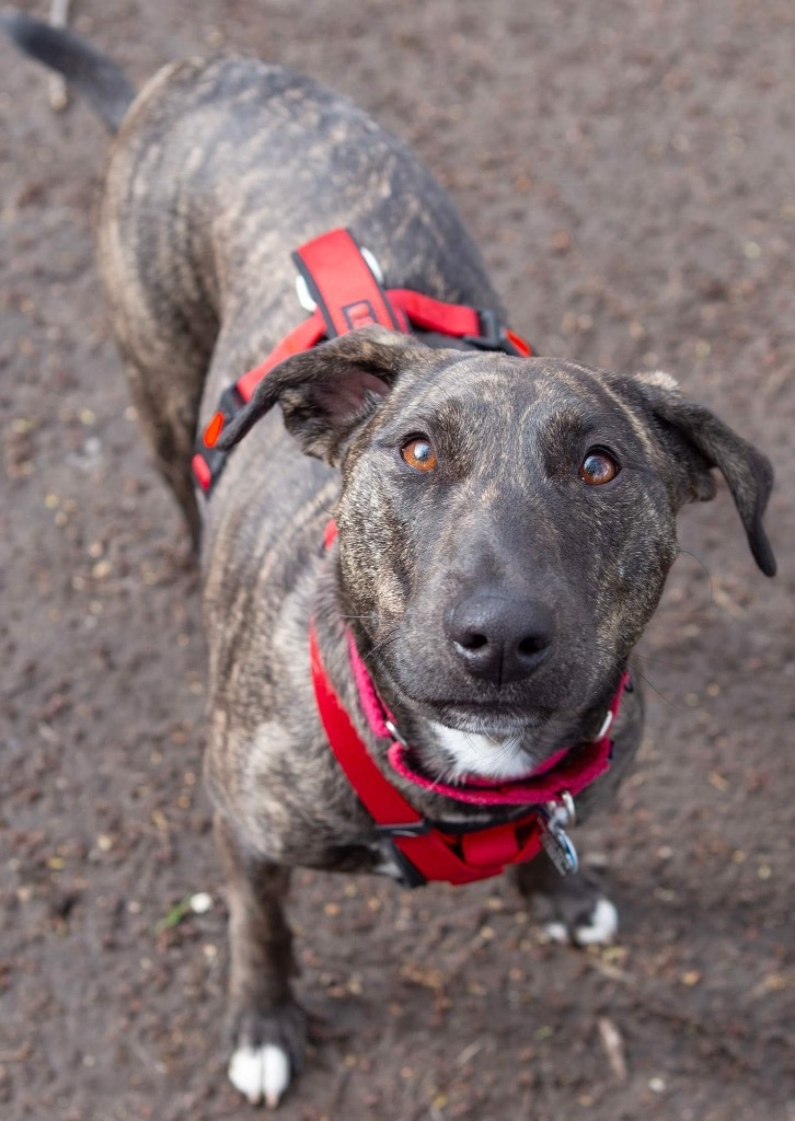 Nutella, an adoptable Mountain Cur, Mixed Breed in Savage, MN, 55378 | Photo Image 6