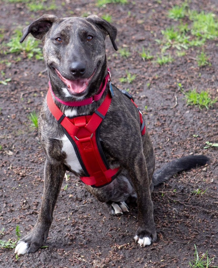 Nutella, an adoptable Mountain Cur, Mixed Breed in Savage, MN, 55378 | Photo Image 6