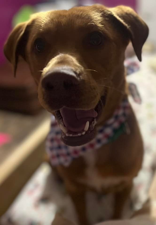 Rutger, an adoptable Mixed Breed in sun prairie, WI, 53590 | Photo Image 2