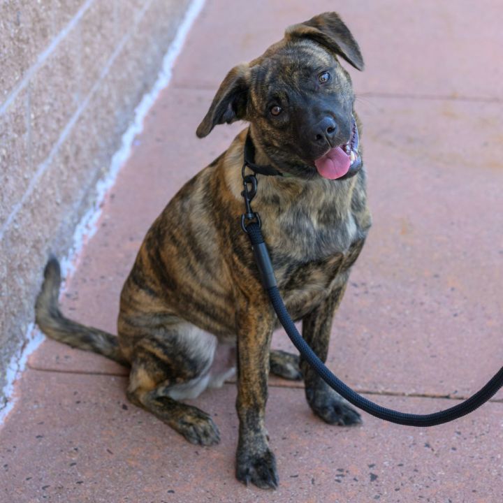 Brindle belgian best sale malinois puppy