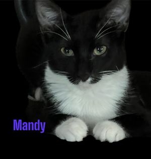Mandy Tuxedo Cat