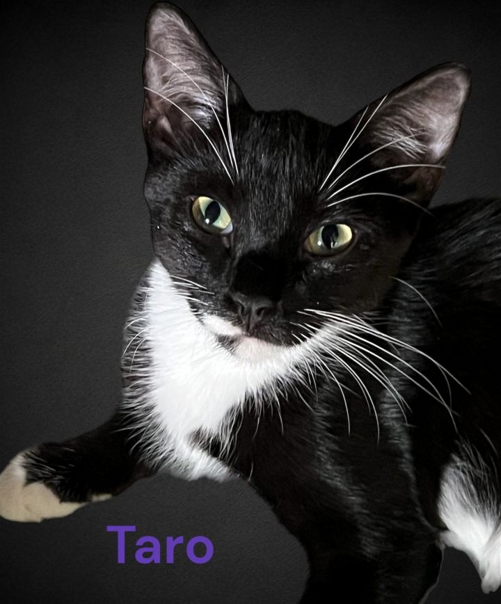 Taro 1
