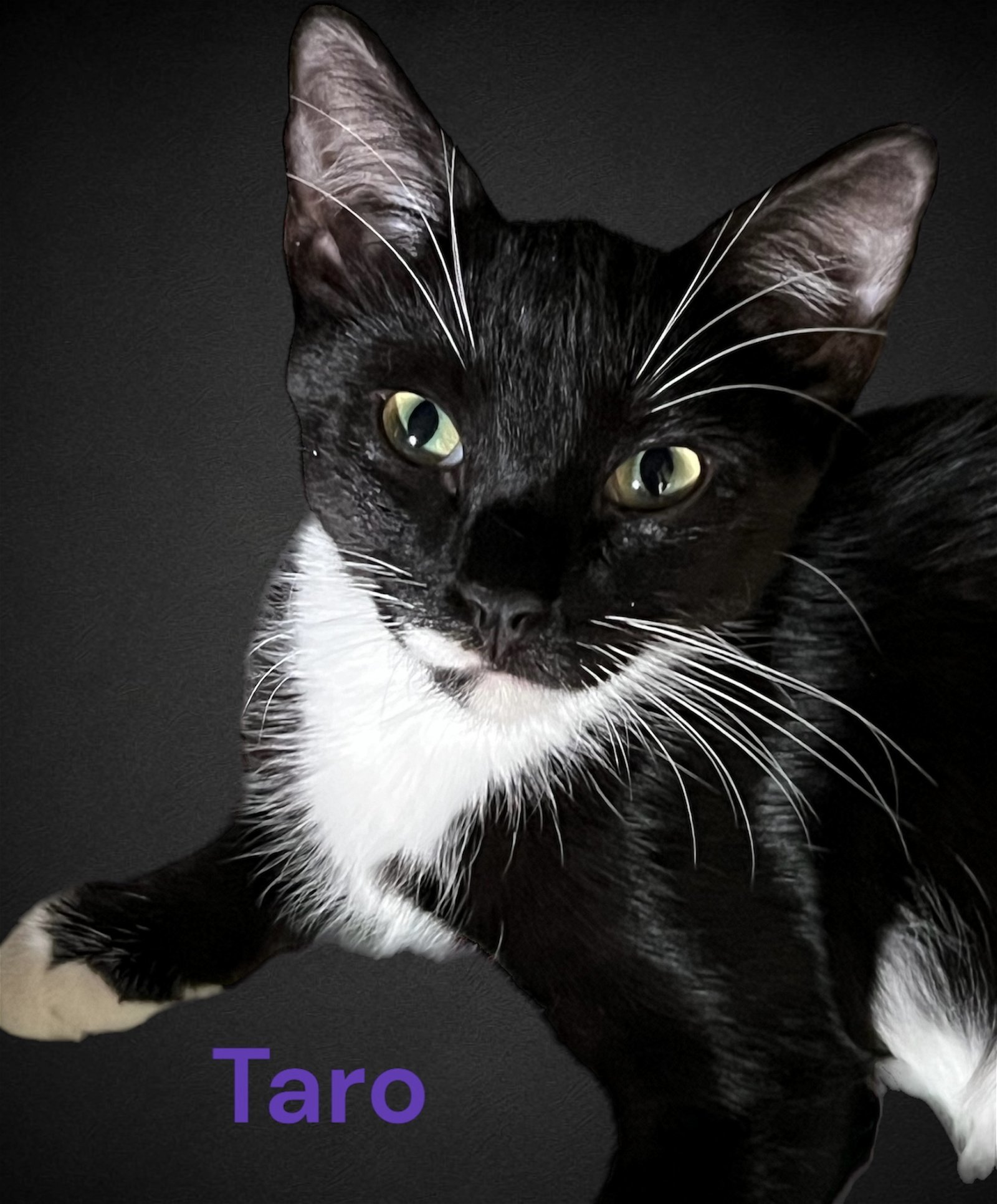 Taro detail page