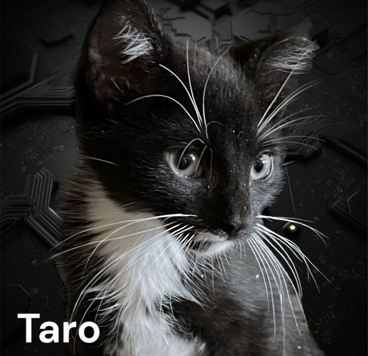 Taro 2