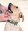 Geneva!  Charming. Affectionate. Good Family Dog!