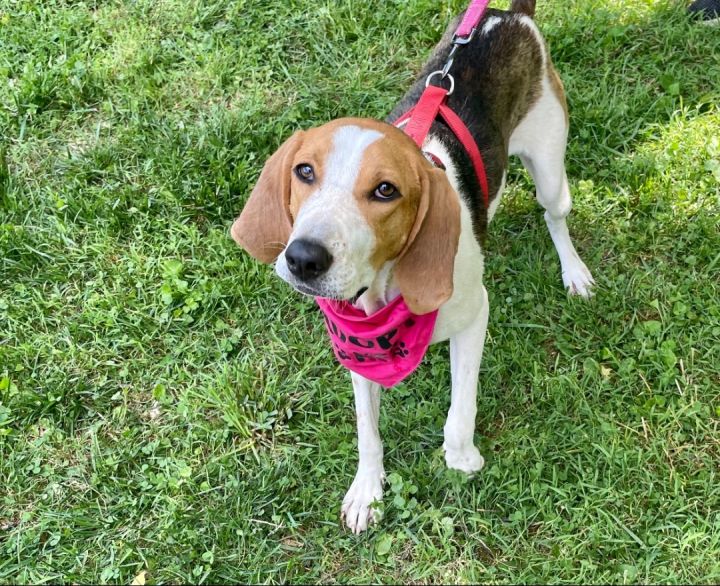 Miss Clementine (I have a video), an adoptable Hound Mix in Highland, MD_image-1