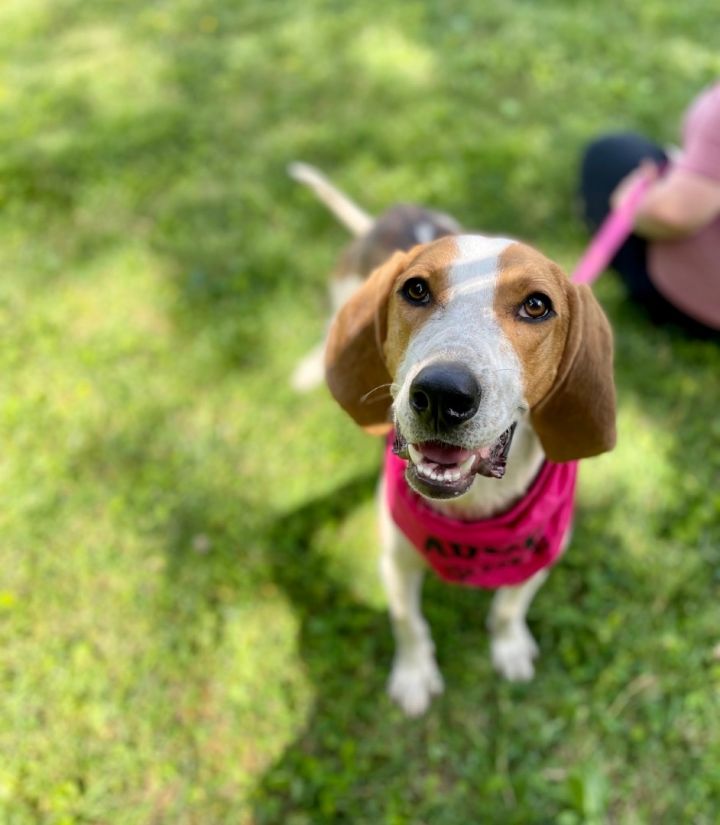 Miss Clementine (I have a video), an adoptable Hound Mix in Highland, MD_image-3