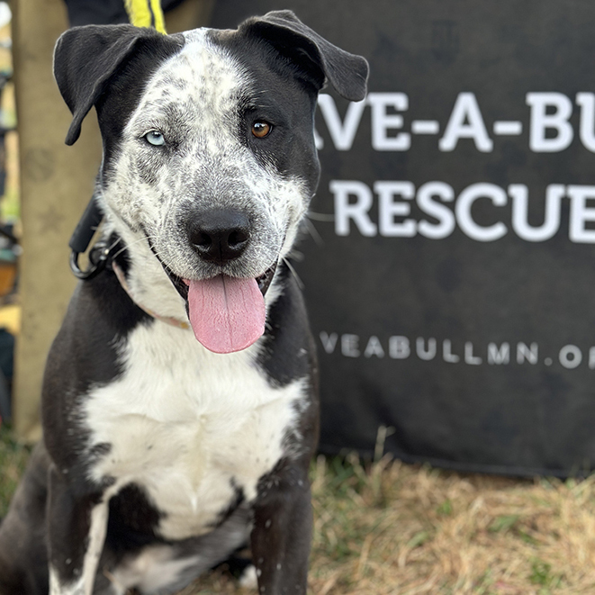 Zulu, an adoptable Staffordshire Bull Terrier, Husky in Minneapolis, MN, 55407 | Photo Image 1