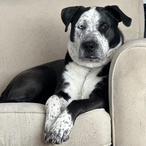 Zulu, an adoptable Staffordshire Bull Terrier, Husky in Minneapolis, MN, 55407 | Photo Image 2