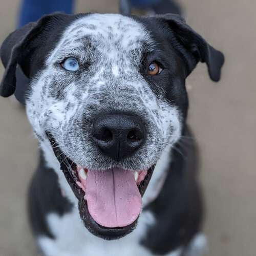 Zulu, an adoptable Staffordshire Bull Terrier, Husky in Minneapolis, MN, 55407 | Photo Image 2