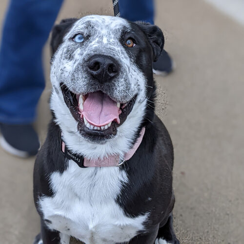 Zulu, an adoptable Staffordshire Bull Terrier, Husky in Minneapolis, MN, 55407 | Photo Image 3