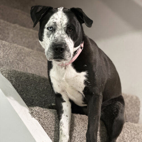 Zulu, an adoptable Staffordshire Bull Terrier, Husky in Minneapolis, MN, 55407 | Photo Image 3