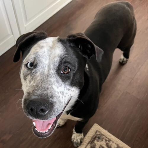 Zulu, an adoptable Staffordshire Bull Terrier, Husky in Minneapolis, MN, 55407 | Photo Image 4