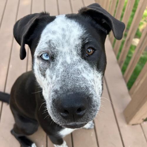 Zulu, an adoptable Staffordshire Bull Terrier, Husky in Minneapolis, MN, 55407 | Photo Image 5