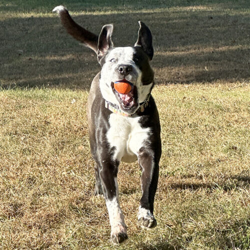 Zulu, an adoptable Staffordshire Bull Terrier, Husky in Minneapolis, MN, 55407 | Photo Image 5