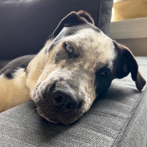 Zulu, an adoptable Staffordshire Bull Terrier, Husky in Minneapolis, MN, 55407 | Photo Image 6