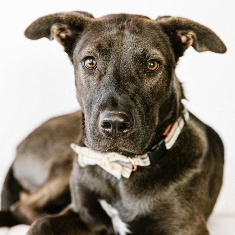 Aaron, an adoptable Shepherd, Mixed Breed in Minneapolis, MN, 55407 | Photo Image 1