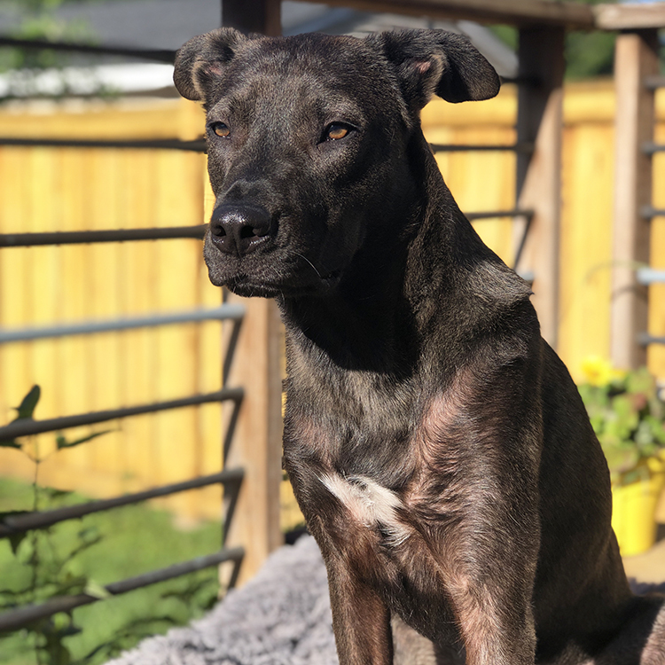 Aaron, an adoptable Shepherd, Mixed Breed in Minneapolis, MN, 55407 | Photo Image 1