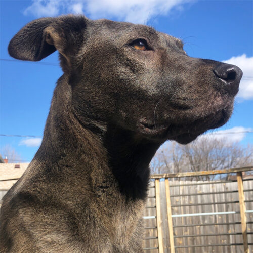 Aaron, an adoptable Shepherd, Mixed Breed in Minneapolis, MN, 55407 | Photo Image 3