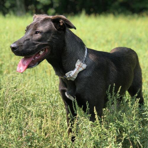 Aaron, an adoptable Shepherd, Mixed Breed in Minneapolis, MN, 55407 | Photo Image 4