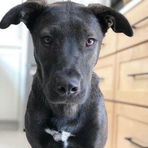 Aaron, an adoptable Shepherd, Mixed Breed in Minneapolis, MN, 55407 | Photo Image 5