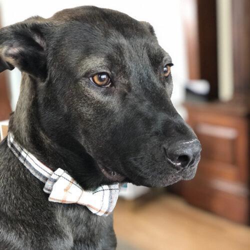 Aaron, an adoptable Shepherd, Mixed Breed in Minneapolis, MN, 55407 | Photo Image 5