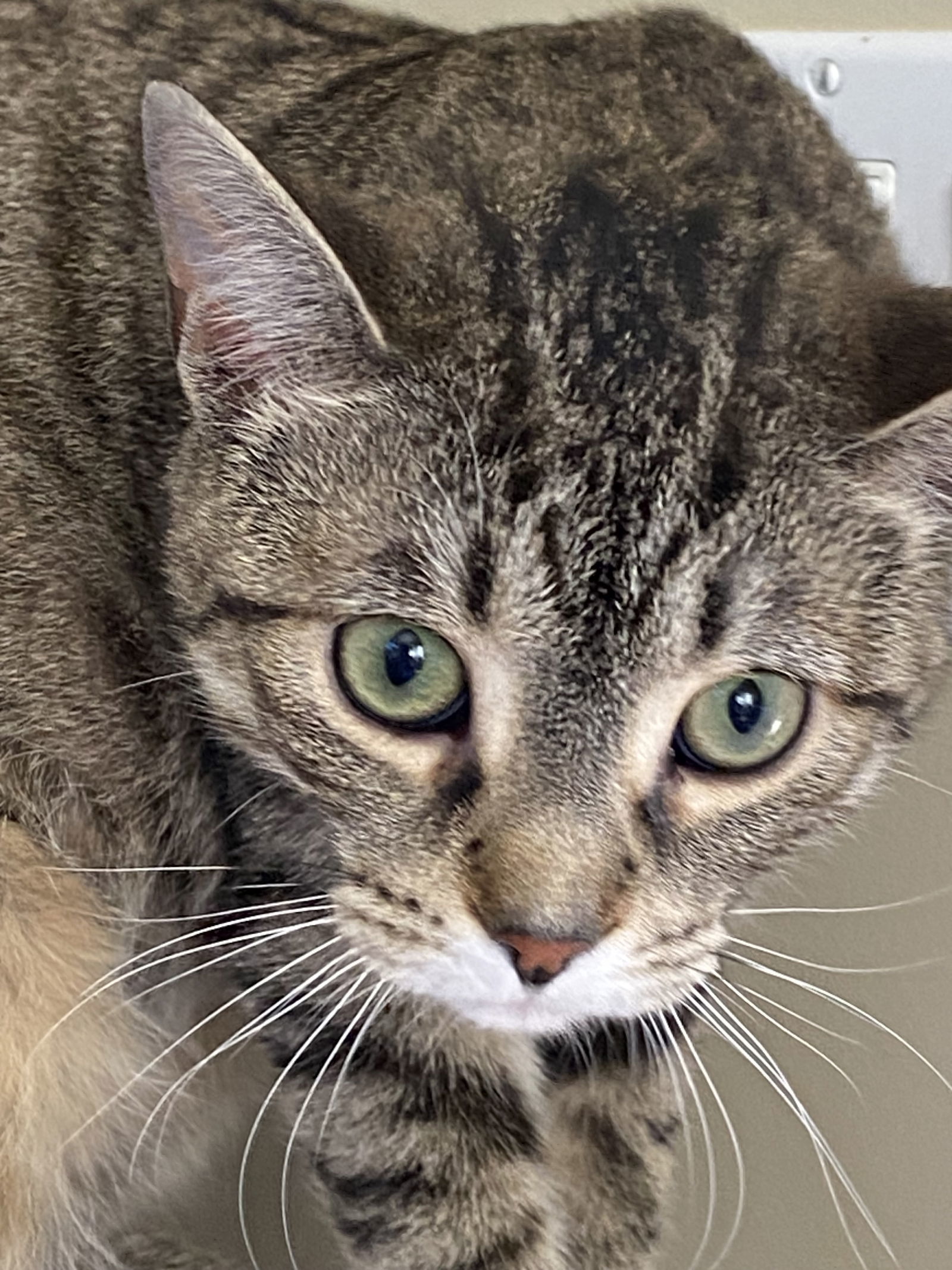 Pepper, an adoptable Domestic Short Hair in Markham, ON, L3R 9A8 | Photo Image 1