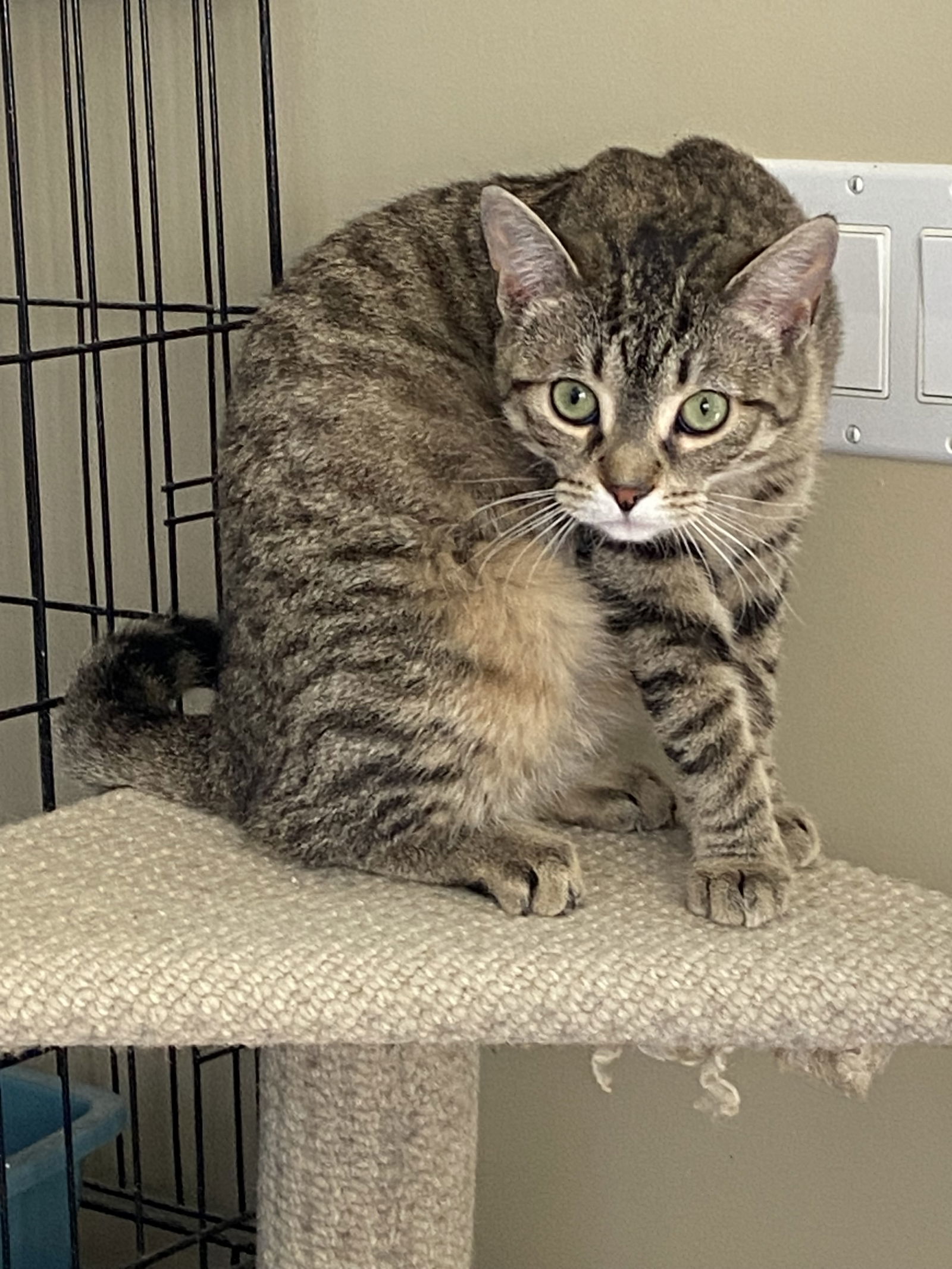 Pepper, an adoptable Domestic Short Hair in Markham, ON, L3R 9A8 | Photo Image 2