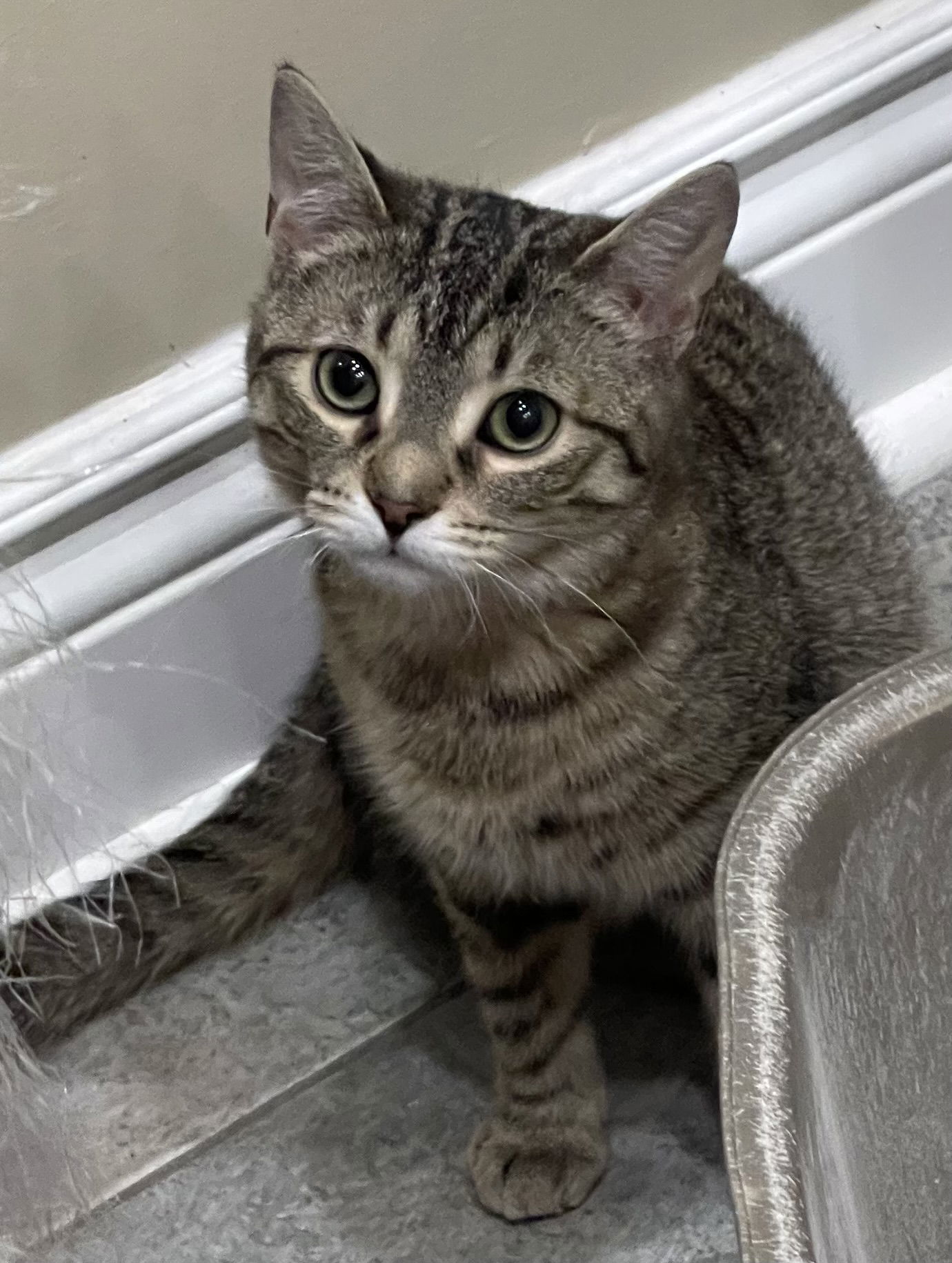 Pepper, an adoptable Domestic Short Hair in Markham, ON, L3R 9A8 | Photo Image 3