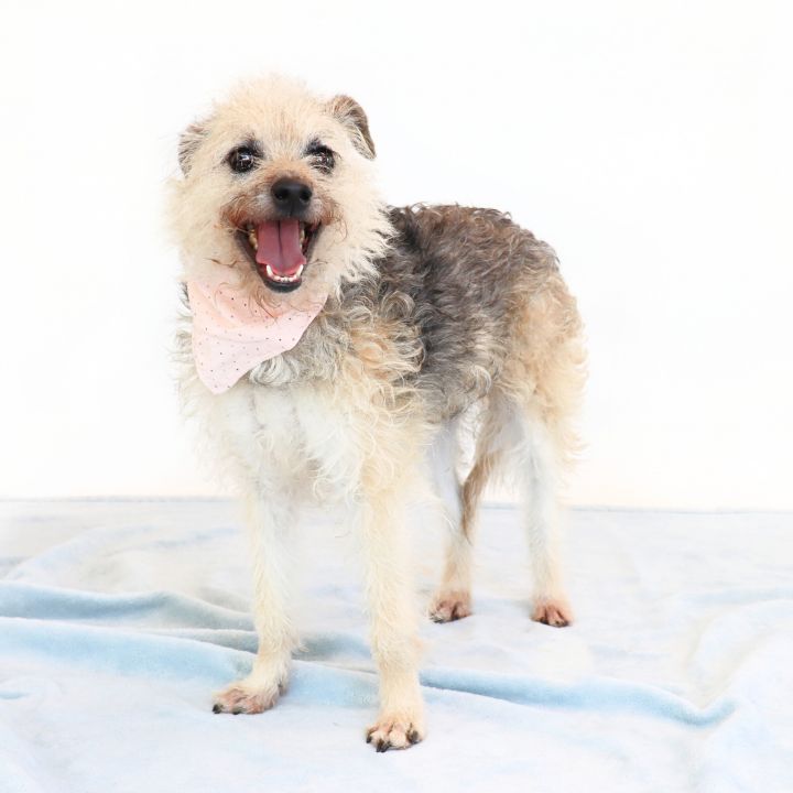 Jasmine, an adopted Terrier Mix in Clovis, CA_image-1