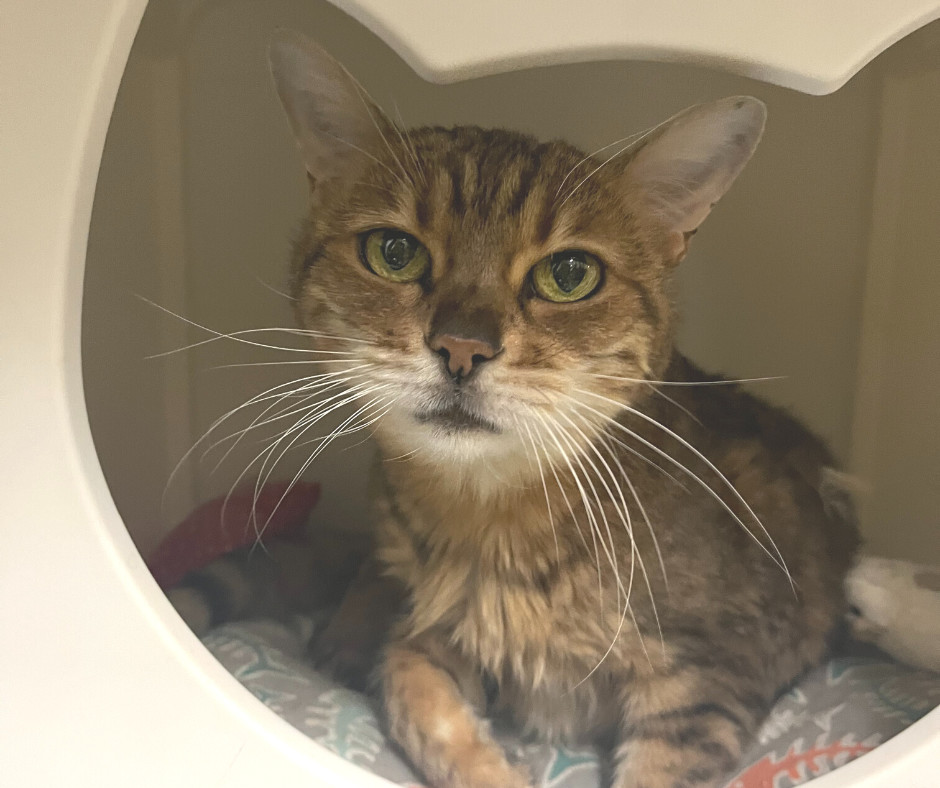 Krissy, an adoptable Bengal, Domestic Short Hair in New Castle, DE, 19720 | Photo Image 1