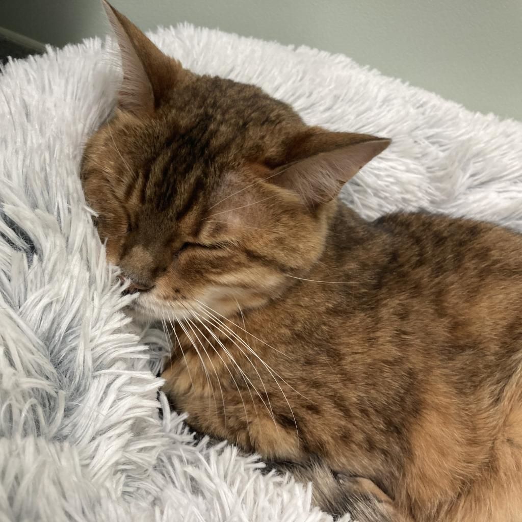 Krissy, an adoptable Bengal, Domestic Short Hair in New Castle, DE, 19720 | Photo Image 1