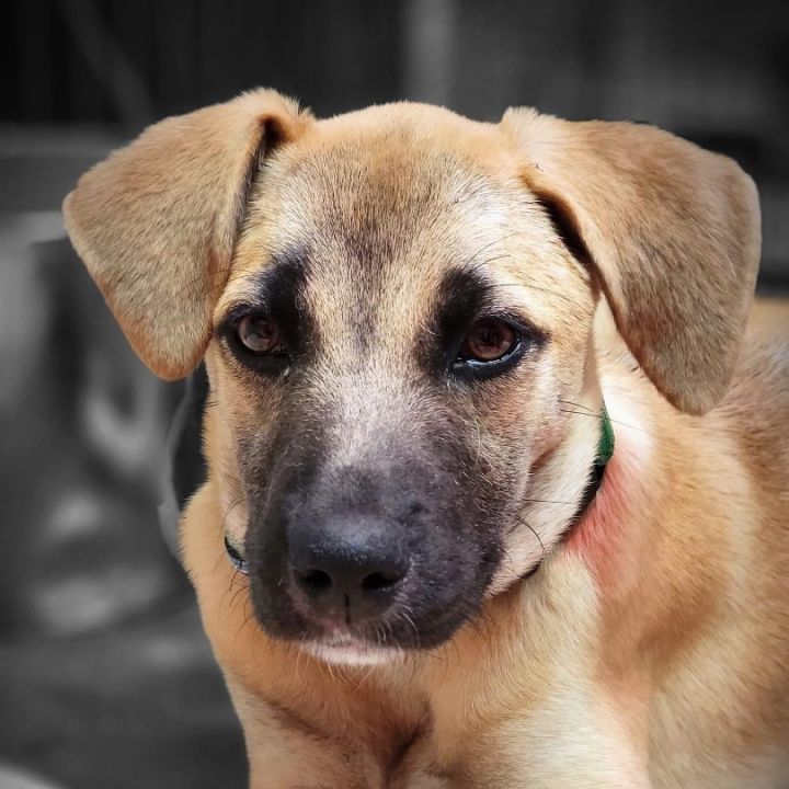 Lily- A devoted and loving family companion, an adoptable Black Mouth Cur Mix in Wantagh, NY_image-2